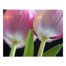 Dos tulipanes rosados preciosos foto