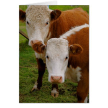 Dos vacas II Felicitación