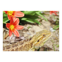 Dragón barbudo impaciente invitación personalizada