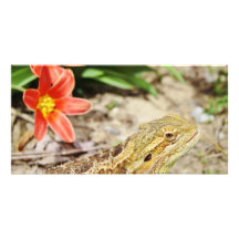 Dragón barbudo impaciente tarjeta fotografica personalizada
