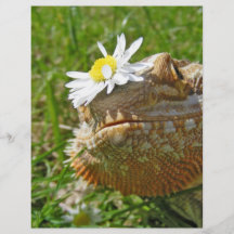 Dragón barbudo tarjetón