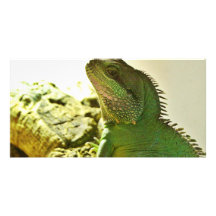 Dragón de agua chino tarjeta fotografica  