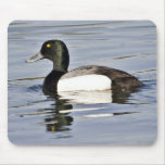 Drake del mayor Scaup Alfombrilla De Ratón