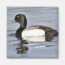 Drake del mayor Scaup Imán Para Frigorífico