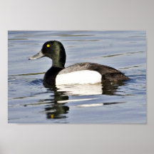 Drake del mayor Scaup Impresiones