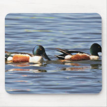 Drakes del pato cuchara septentrional tapetes de raton