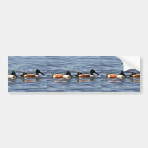 Drakes del pato cuchara septentrional pegatina de parachoque