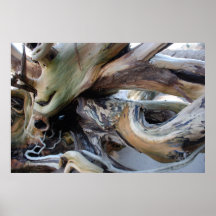 Driftwood en la playa de la Florida Poster