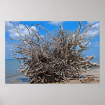 Driftwood en la playa de la Florida Poster