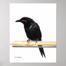 Drongo atado bifurcación posters