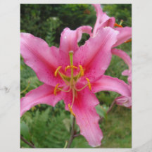 DSC00391bigpinkflower Tarjetas Publicitarias