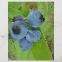 DSC00428blueberries Flyer A Todo Color