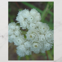 DSC00456whitewildflower Tarjetas Informativas