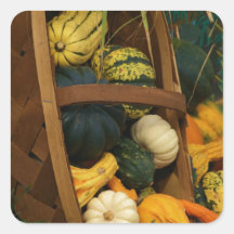 DSC09360basket de gourds.jpg Calcomanías Cuadradas
