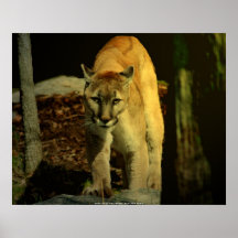 DSC_5650 - Puma de Carolina, puma de Carolina - J… Impresiones