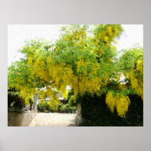 Ducha de oro poster