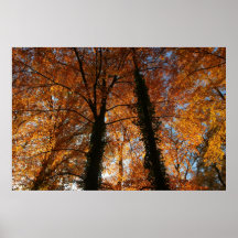 Ducha de oro posters