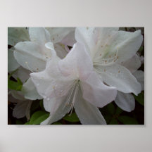 Duchas de la primavera posters