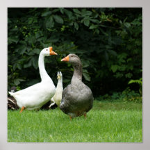 Ducks el poster 12x12