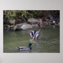 ducks un aterrizaje impresiones