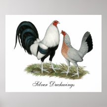 Duckwing de plata Gamefowl Impresiones