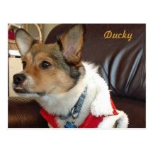 Ducky la postal del perro