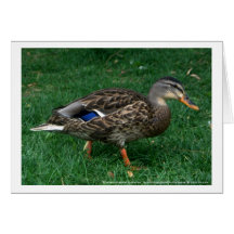 ducky tarjetón