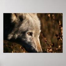 Duma el lobo poster