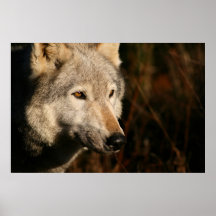 Duma el lobo posters