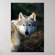 Duma el lobo posters