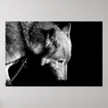 Duma el lobo impresiones
