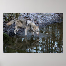Duma el lobo posters