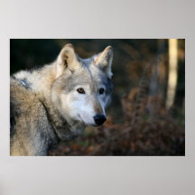 Duma el lobo impresiones