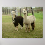 Dúo de la alpaca posters