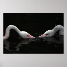 Dúo del cisne posters