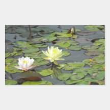 Dúo del lirio de agua rectangular pegatina