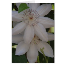 Dúo en blanco tarjeton