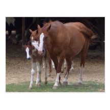 DX- postal hermosa de los caballos
