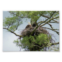 Eagel calvo en la impresión fotográfica de la jera