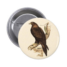 Eagle atado cuña australiana. Ave rapaz enorme Pins