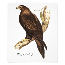 Eagle atado cuña. Un ave rapaz magnífica Cojinete