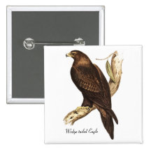 Eagle atado cuña. Un ave rapaz magnífica Pin