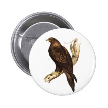 Eagle atado cuña. Un ave rapaz magnífica Pin