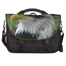 Eagle calvo