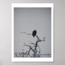 Eagle calvo #1, (c) Jack Taylor, Zazzle.com/Jack.. Poster