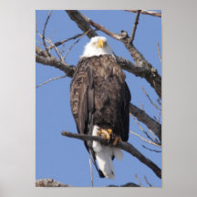 Eagle calvo 2010 poster