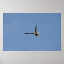 Eagle calvo americano posters