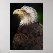 Eagle calvo americano impresiones