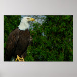 Eagle calvo americano real posters