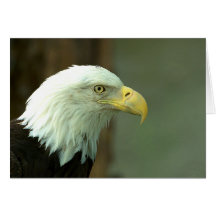 Eagle calvo americano tarjetas